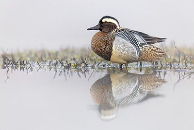 BUITEN BEELD Foto: 436012