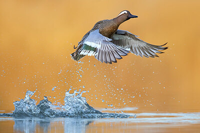 BUITEN BEELD Foto: 436015