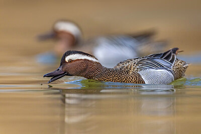 BUITEN BEELD Foto: 436016