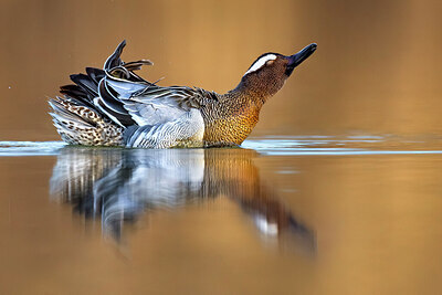 BUITEN BEELD Foto: 436018