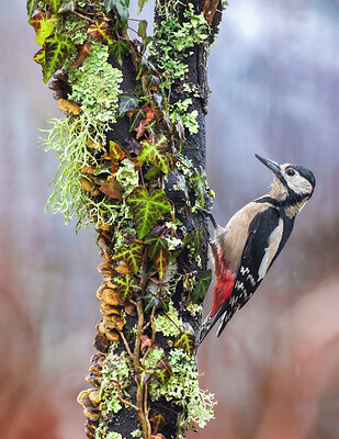 BUITEN BEELD Foto: 436051