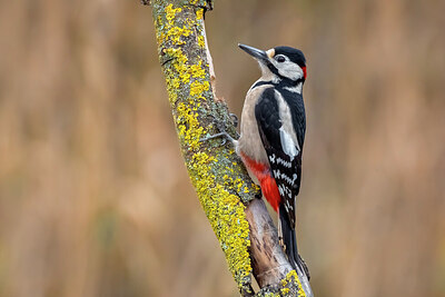 BUITEN BEELD Foto: 436053