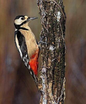 BUITEN BEELD Foto: 436054