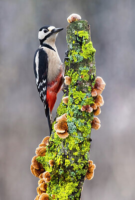 BUITEN BEELD Foto: 436055