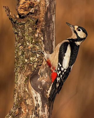 BUITEN BEELD Foto: 436056