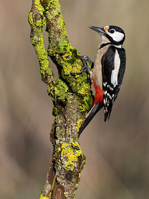 BUITEN BEELD Foto: 436063