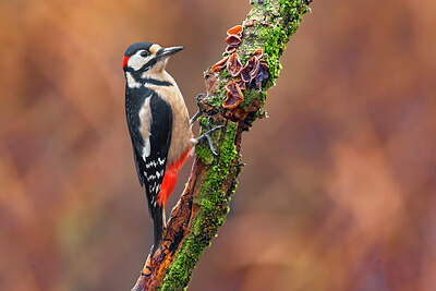 BUITEN BEELD Foto: 436066