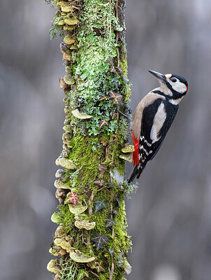 BUITEN BEELD Foto: 436069