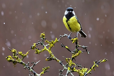 BUITEN BEELD Foto: 436072