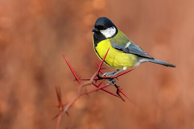 BUITEN BEELD Foto: 436074
