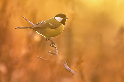 BUITEN BEELD Foto: 436077