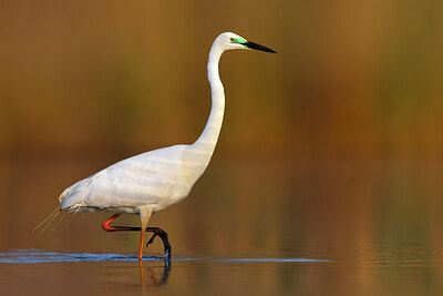BUITEN BEELD Foto: 436079