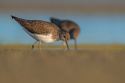 BUITEN BEELD Foto: 436088