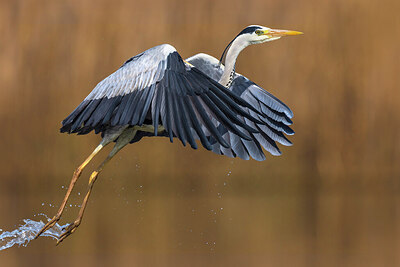 BUITEN BEELD Foto: 436092