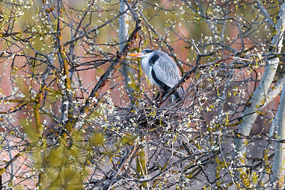 BUITEN BEELD Foto: 436097