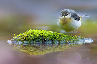 BUITEN BEELD Foto: 436106