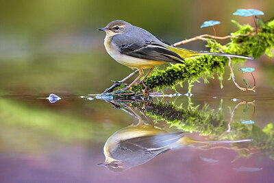 BUITEN BEELD Foto: 436108