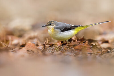 BUITEN BEELD Foto: 436115