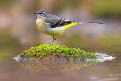 BUITEN BEELD Foto: 436116