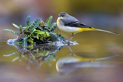 BUITEN BEELD Foto: 436118