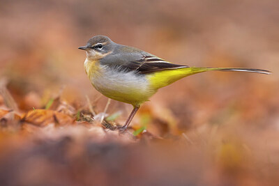 BUITEN BEELD Foto: 436120
