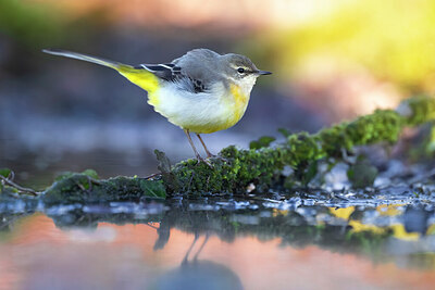 BUITEN BEELD Foto: 436124