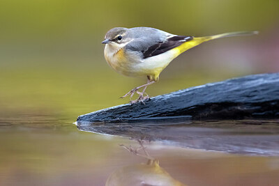 BUITEN BEELD Foto: 436126