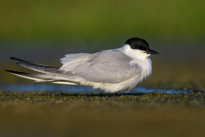 BUITEN BEELD Foto: 436128
