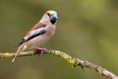 BUITEN BEELD Foto: 436129