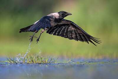 BUITEN BEELD Foto: 436131