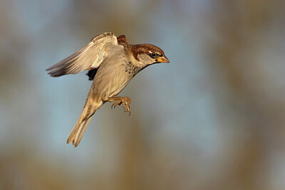 BUITEN BEELD Foto: 436133