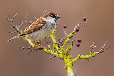BUITEN BEELD Foto: 436137