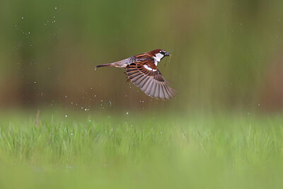 BUITEN BEELD Foto: 436138