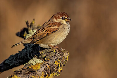 BUITEN BEELD Foto: 436140