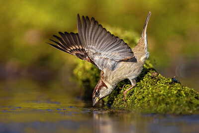 BUITEN BEELD Foto: 436142
