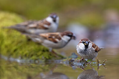 BUITEN BEELD Foto: 436143