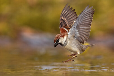 BUITEN BEELD Foto: 436144