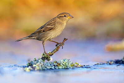 BUITEN BEELD Foto: 436145