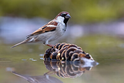 BUITEN BEELD Foto: 436146
