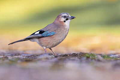 BUITEN BEELD Foto: 436148