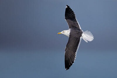 BUITEN BEELD Foto: 436150