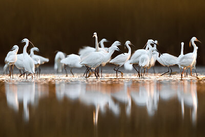 BUITEN BEELD Foto: 436156