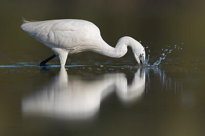 BUITEN BEELD Foto: 436164