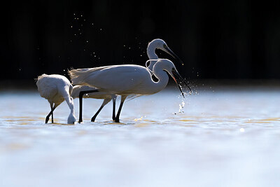 BUITEN BEELD Foto: 436168