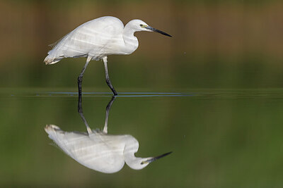 BUITEN BEELD Foto: 436183