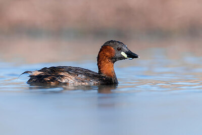 BUITEN BEELD Foto: 436185
