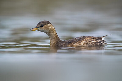 BUITEN BEELD Foto: 436186