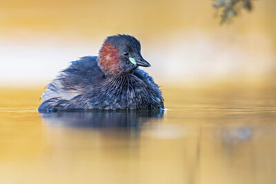 BUITEN BEELD Foto: 436187