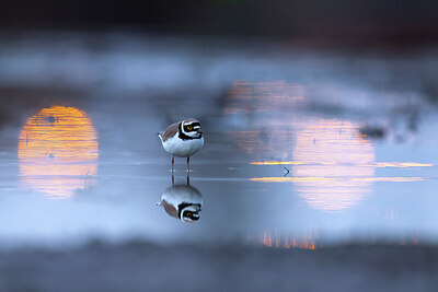 BUITEN BEELD Foto: 436193