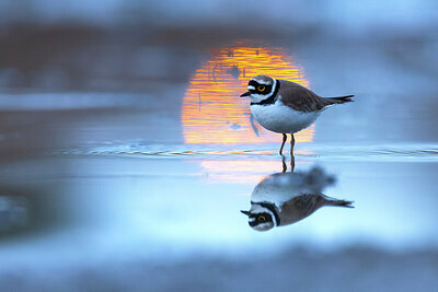 BUITEN BEELD Foto: 436194